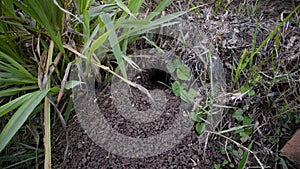 Rice field mouse hole, one of the rodents that harms farmers photo