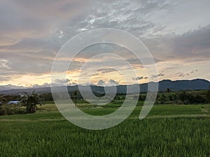 Rice field in my hometown