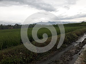 Rice field near by the river with beautif cloudly