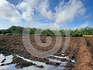 The rice field near rubber plantation