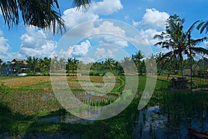 Rice field near town of Ubud in Bali