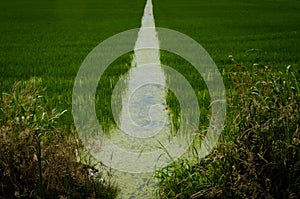 Rice field near Vercelli along the Francigena trail