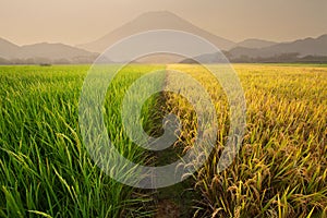 Rice field near the volcano photo