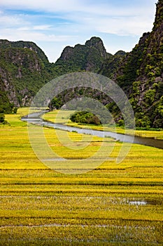 Rice field on Ngo river at Ninh Binh