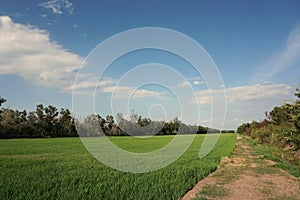 Rice field at noon