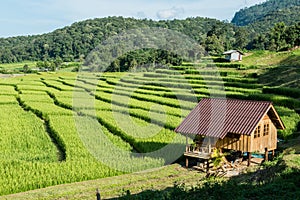 Rice field on the north of Thailand