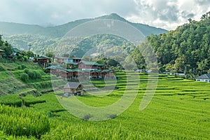 Rice field on the north of Thailand