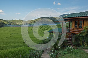 Rice field on the north of Thailand