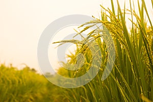 Rice field in north Thailand, nature food landscape background.