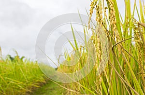Rice field in north Thailand, nature food landscape background