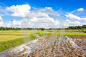 Rice field in northeast Thailand