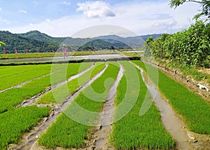 a rice field nursery in west sumbawa of Indonesia photo