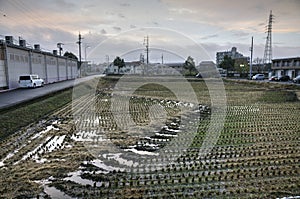 Rice field at an outskirt of the Japanese city