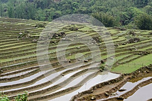 Rice field terrace, Sa Pa Valley, Vietnam photo