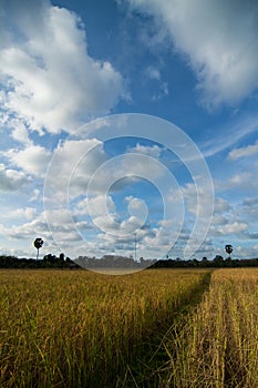 Rice field, sky and clouds