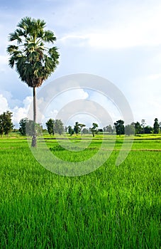 Rice field with palm tree
