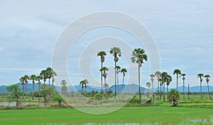 The rice field and palm tree