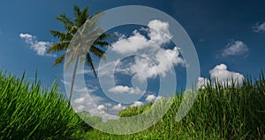 Rice field and palm tree