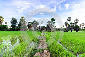Rice field with palm tree backgrond in morning, Phetchaburi Thai