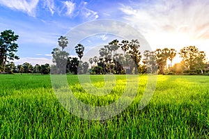 Rice field with palm tree backgrond in morning, Phetchaburi Thailand