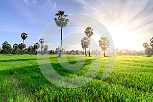 Rice field with palm tree backgrond in morning, Phetchaburi Thailand