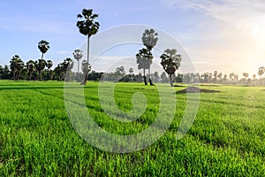 Rice field with palm tree backgrond in morning, Phetchaburi Thailand