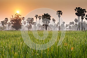 Rice field with palm tree background