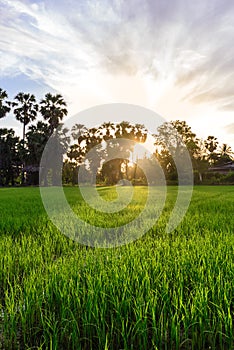 Rice field with palm tree background in morning, Phetchaburi Thailand