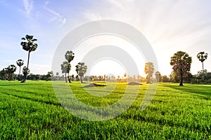 Rice field with palm tree background in morning, Phetchaburi Thailand