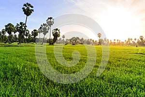 Rice field with palm tree background in morning, Phetchaburi Thailand