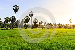 Rice field with palm tree background in morning, Phetchaburi Thailand