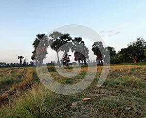 Rice field and palm tree in Northeast Thailand