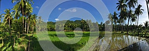 Rice field with palmtrees reflection Panorama