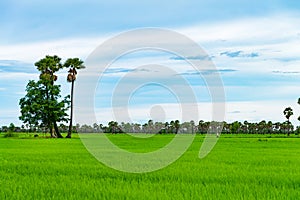 Rice Field and palmyra in rainy season at Phetchaburi Thailand,