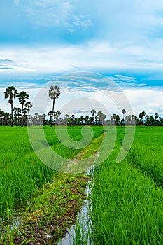 Rice Field and palmyra in rainy season at Phetchaburi Thailand,