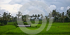 Rice field panorama photo