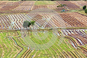 Rice field pattern