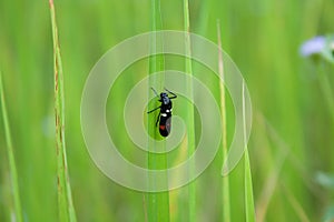 Rice field and pest