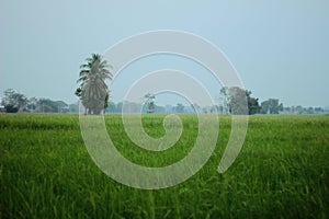 Rice field plantation