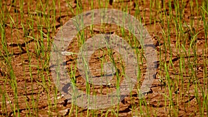 Rice field plantation in countryside on cracked soil land of summer, carck earth background on agriculture season of farmer