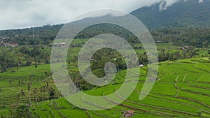 Rice field plantations with water on hill terraces in Bali. Lush green tropical rural farm fields in Indonesia