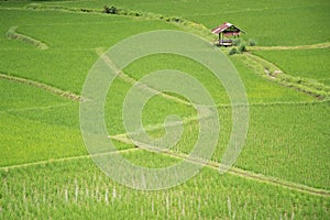 rice field in pua province in nan