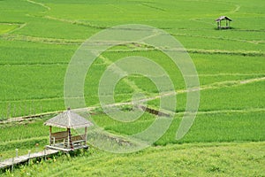 rice field in pua province in nan