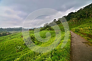 Rice Field Before Rain, Java, Indonesia