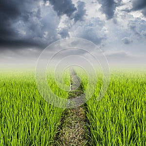 Rice field and rainclouds