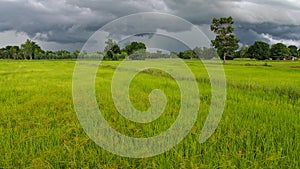 Rice Field Before Raining