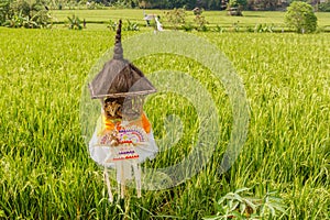 Rice field with reed thatched altar for offerings to Dewi Sri, The Rice Mother. Rural landscape. Bali Island, Indonesia