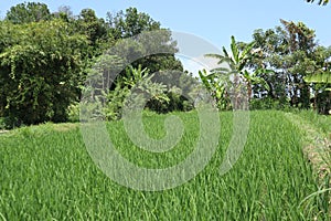 Rice field