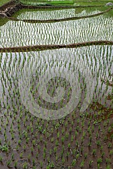 Rice field. Rice plants began to grow in rice fields. Wide area paddy field in Bogor, West Java, Indonesia. Indonesian landscape