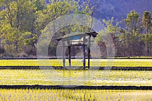 Rice field and  central in field a small hut.